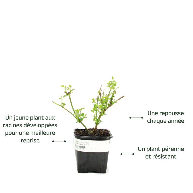 3 Verveines 'Pink Parfait' (Verbena 'Pink Parfait') - Lot de 3 vivaces - Pépinières Naudet - Image 3