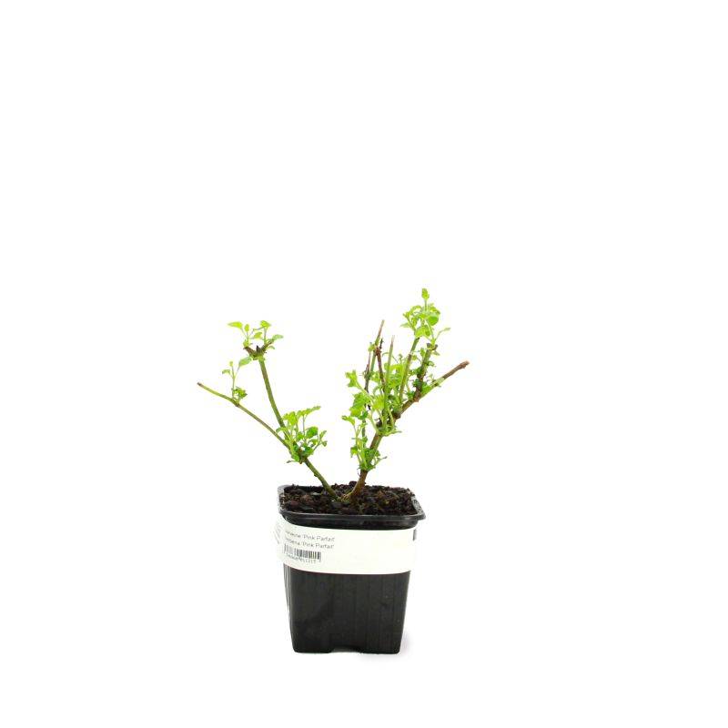 3 Verveines 'Pink Parfait' (Verbena 'Pink Parfait') - Lot de 3 vivaces - Pépinières Naudet - Image 2