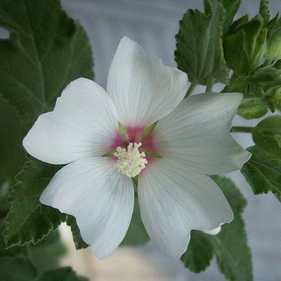 Promesse de Fleurs - Lavatère - Lavatera Barnsley Baby Pot de 2L/3L