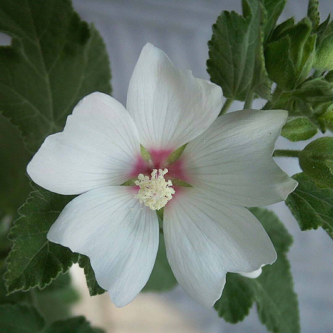 Promesse de Fleurs - Lavatère - Lavatera Barnsley Baby Pot de 2L/3L
