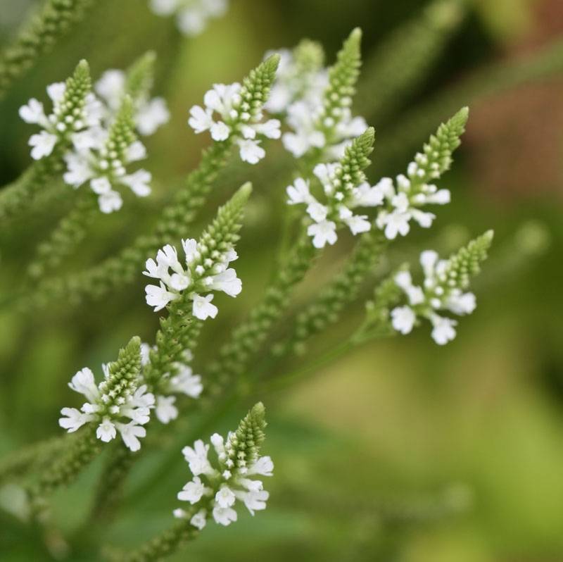 Verveine - Verbena hastata Alba Godet de 8/9 cm