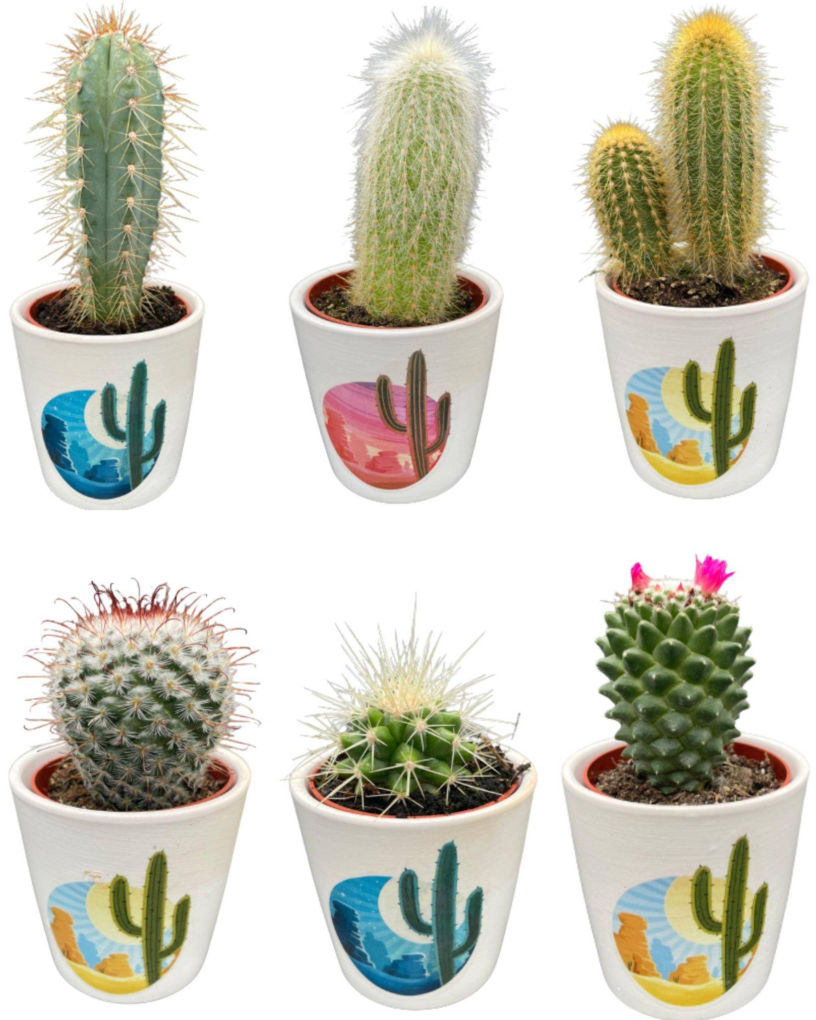 Ensemble de 6 Cactées "Rising Sun"- La Green Touch - Image 1