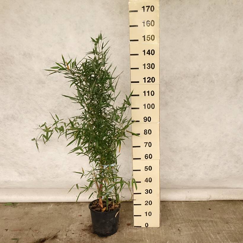 Bambou doré - Phyllostachys aurea Pot de 4L/5L - Image 2