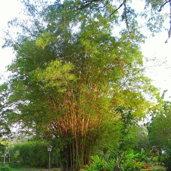 Bambou doré - Phyllostachys aurea Pot de 4L/5L - Image 1