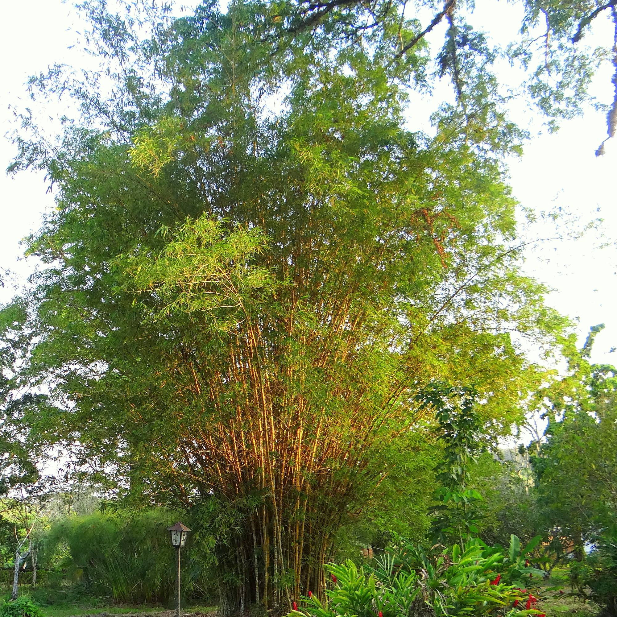 Bambou doré - Phyllostachys aurea Pot de 4L/5L - Image 1