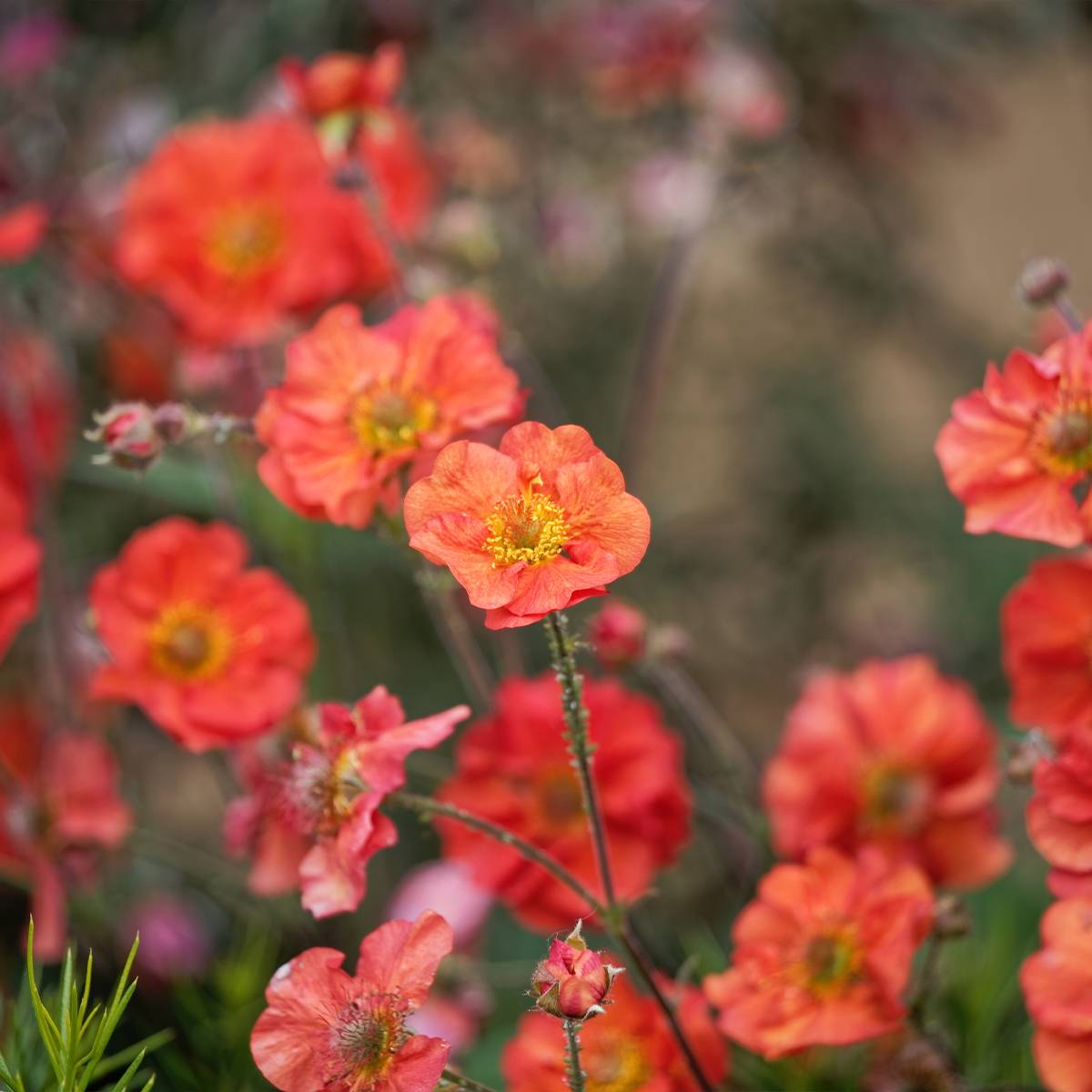 Promesse de Fleurs - Geum Coral Tempest - Benoîte hybride Pot de 2L/3L