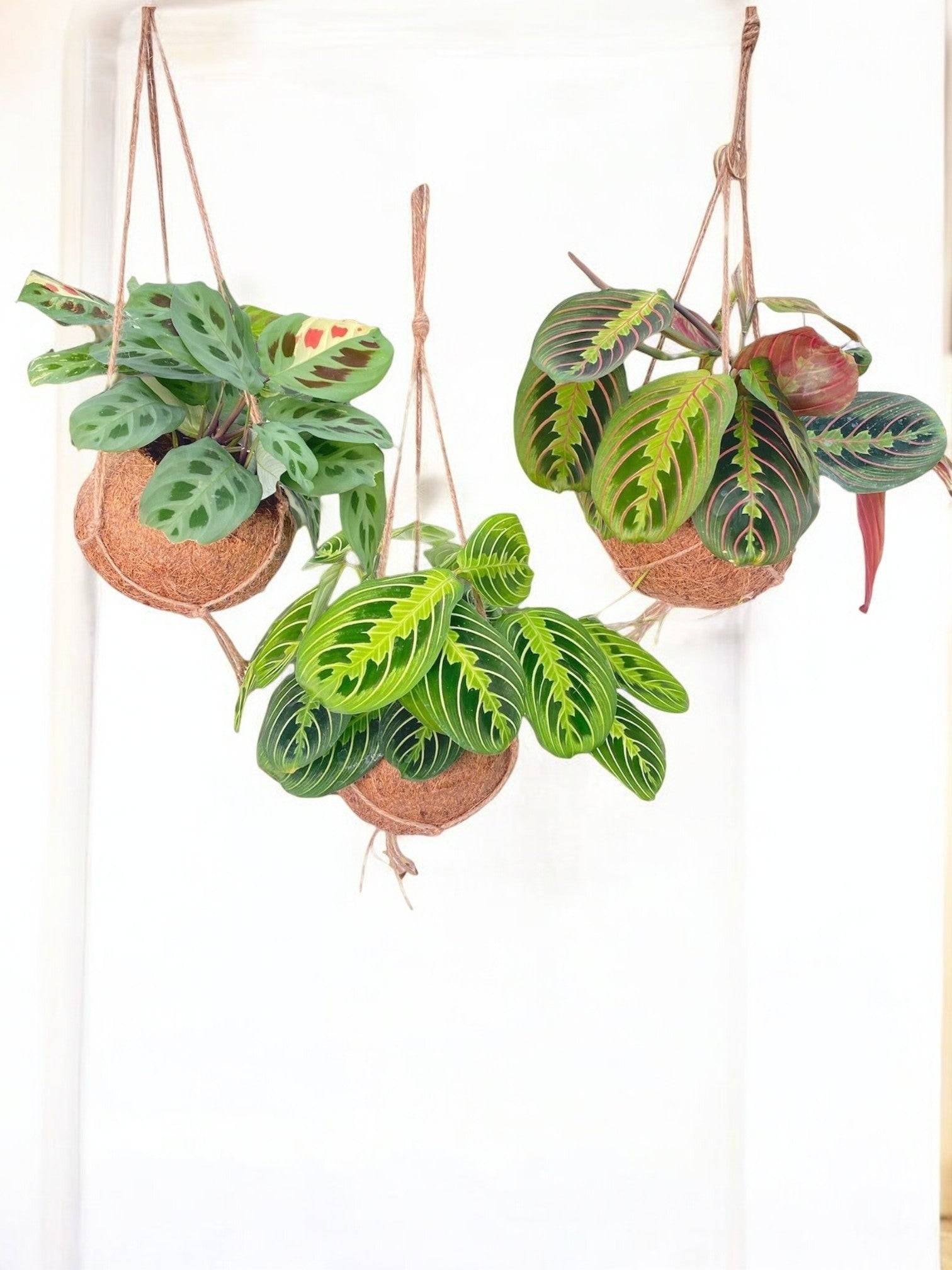 3 Kokodama Maranta - H20cm - Image 1