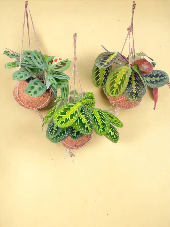 3 Kokodama Maranta - H20cm - Image 2