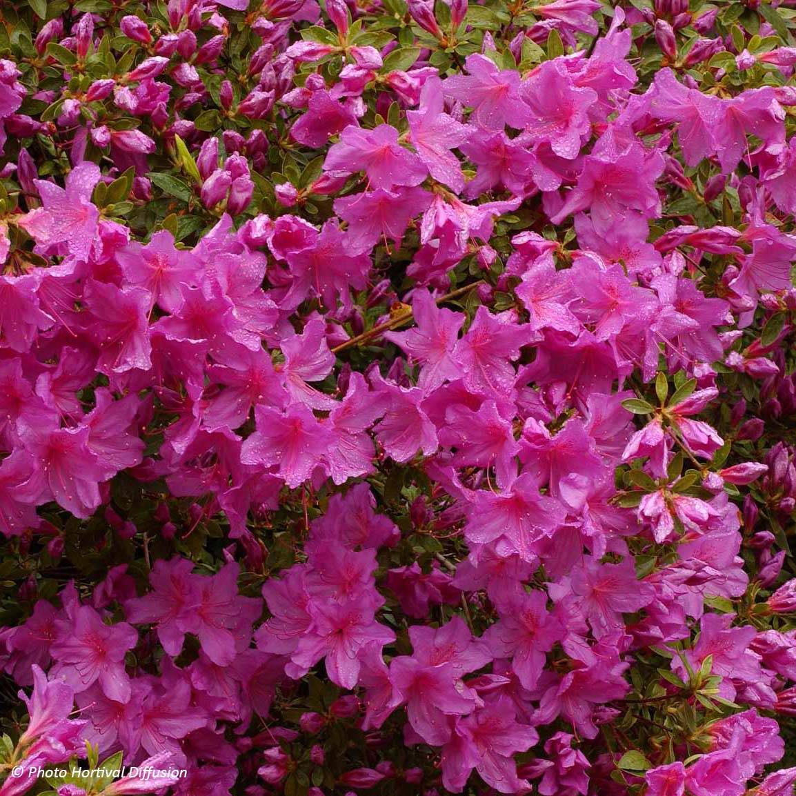 Promesse de Fleurs - Azalée du Japon Blue Danube - Rhododendron hybride. Pot de 2L/3L - Image 1