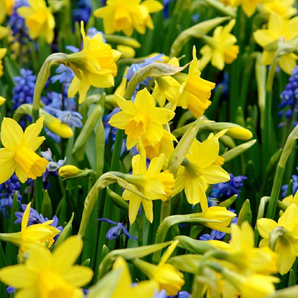 La Green Touch - Narcisse Tête-à-Tête - 50 bulbes - calibre 10/12 - Image 1