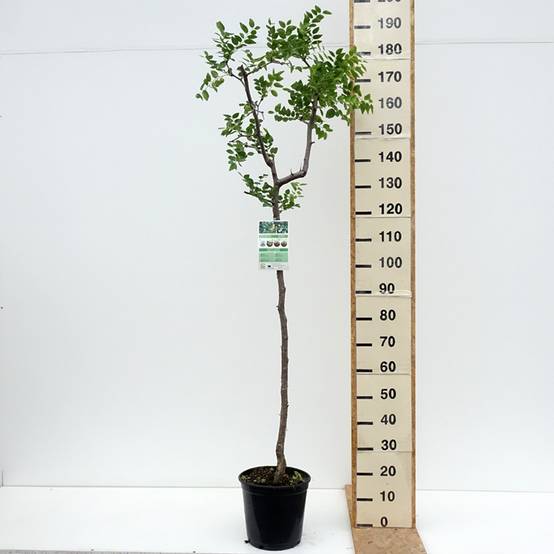Promesse de Fleurs - Ziziphus jujuba - Jujubier commun Pot de 12L/15L - Image 2