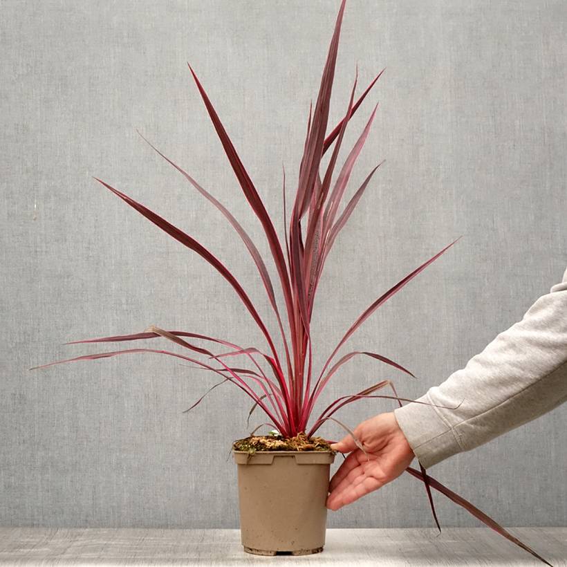 Promesse de Fleurs - Cordyline banksii Electric Pink Pot de 3L/4L - Image 2