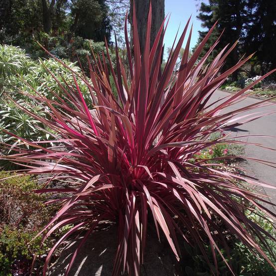 Promesse de Fleurs - Cordyline banksii Electric Pink Pot de 3L/4L - Image 1