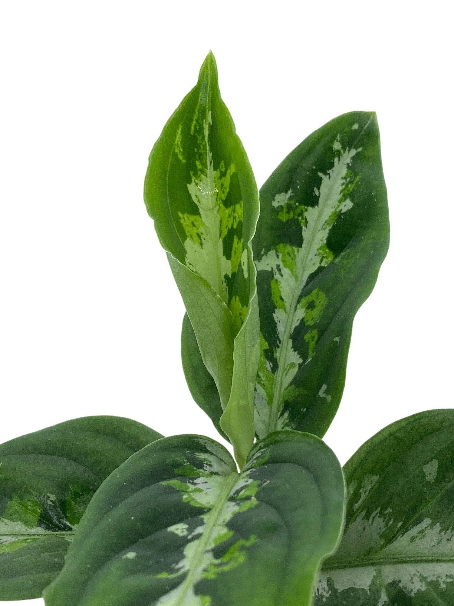 Aglaonema Pictum Tricolor - Pot de 6cm - Plantes d'intérieur - Image 6