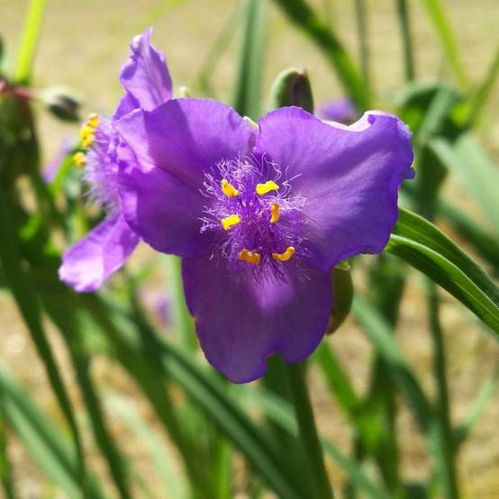 Éphémère de Virginie Valour à fleurs Violette/ - feuillage Caduc - Godet - 5/20 cm - Image 2