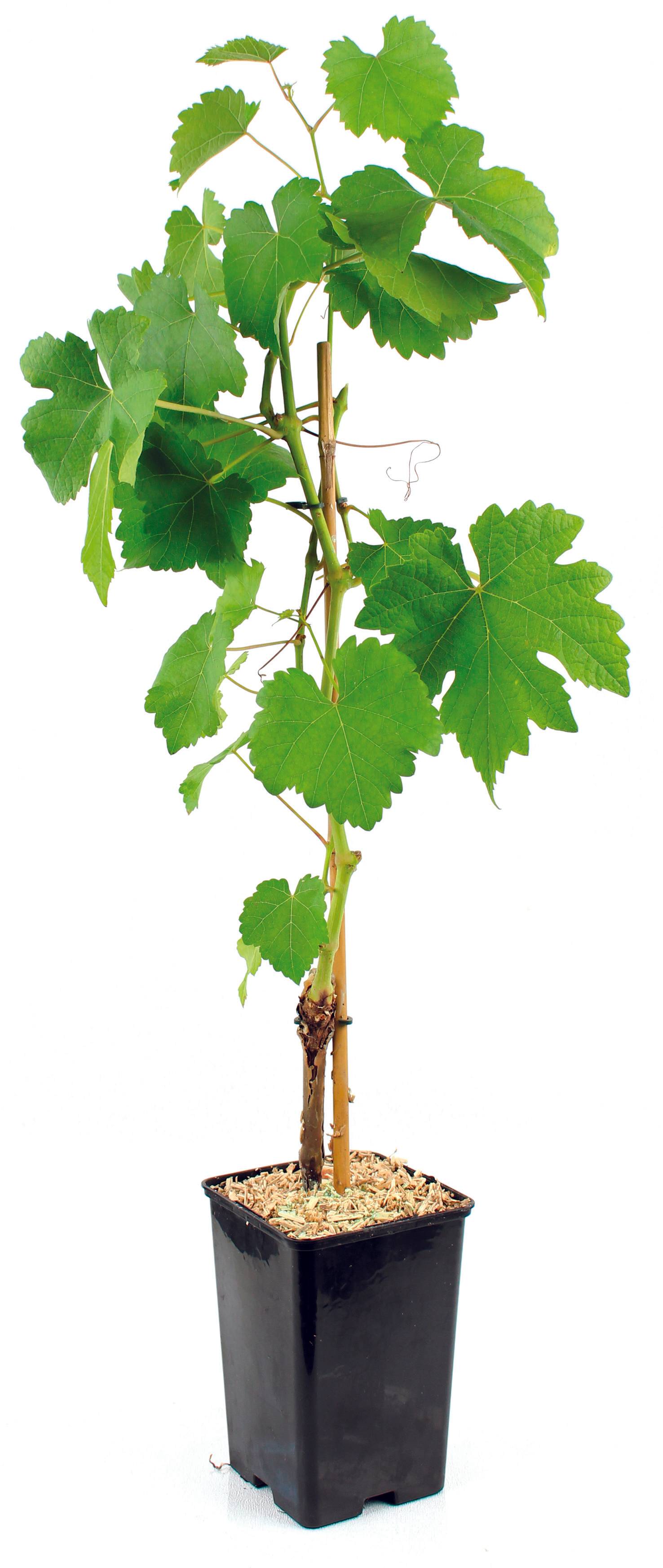 Plant de Vigne muscat de hambourg  pot 1,3 l - Image 2