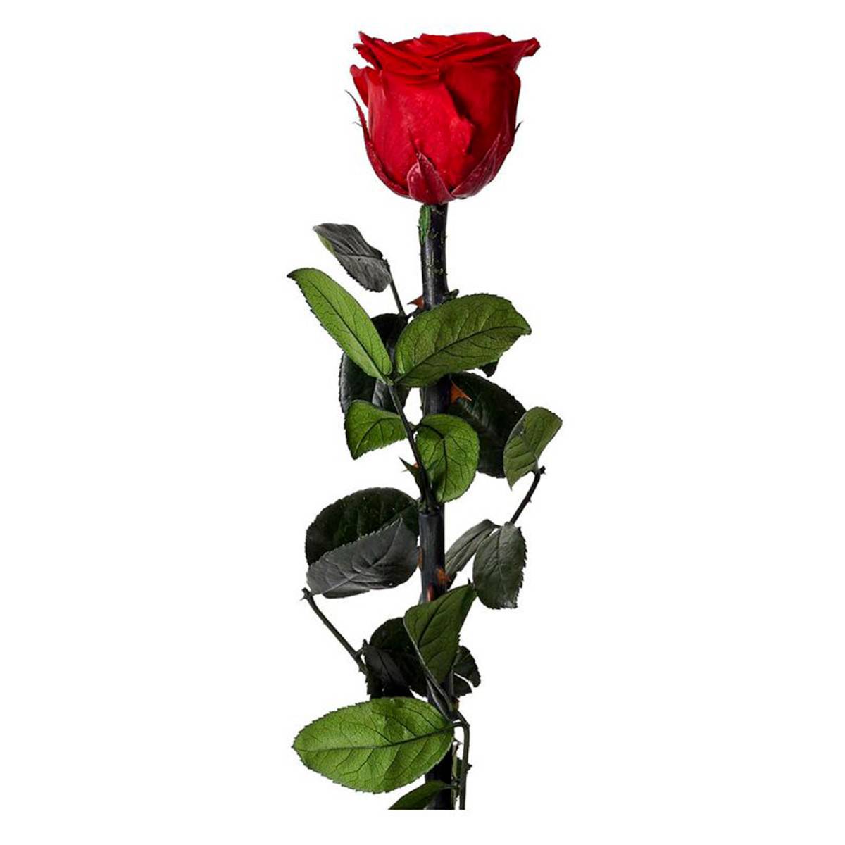 The Home Deco Factory - Fleur Artificielle "Rose sur Tige" 30cm Vert & Rouge - Image 1