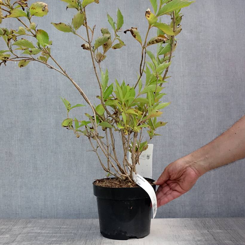 Weigela Snowflake Pot de 3L/4L - Image 2