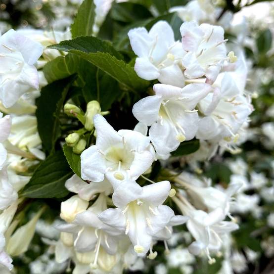 Weigela Snowflake Pot de 3L/4L - Image 1