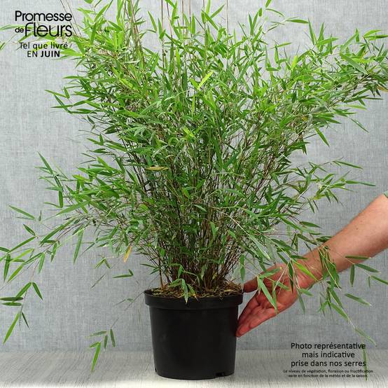 Promesse de Fleurs - Fargesia sp Jiuzhaigou Deep Purple - Bambou non traçant. Pot de 4L/5L - Image 2