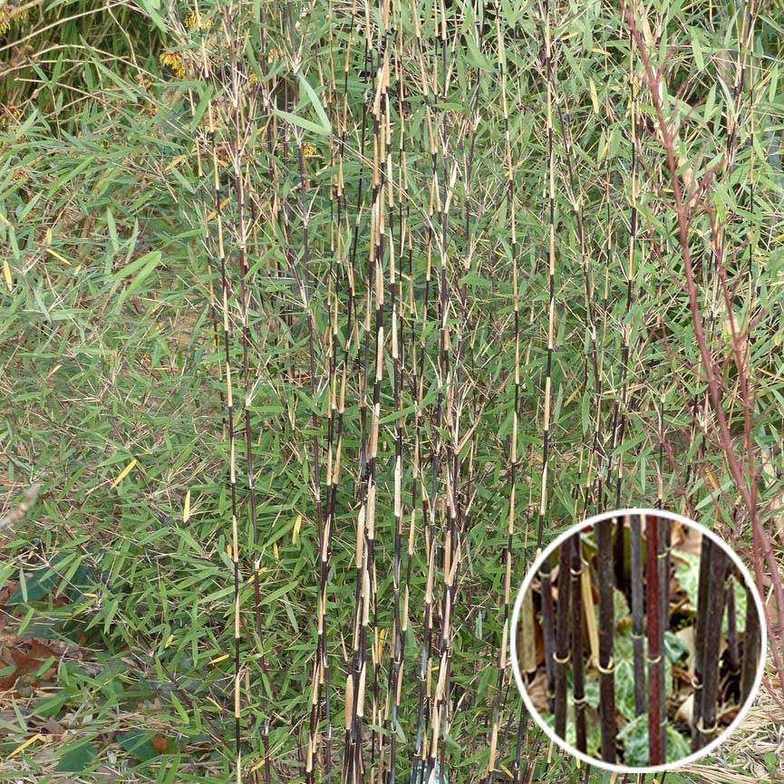 Promesse de Fleurs - Fargesia sp Jiuzhaigou Deep Purple - Bambou non traçant. Pot de 4L/5L - Image 1