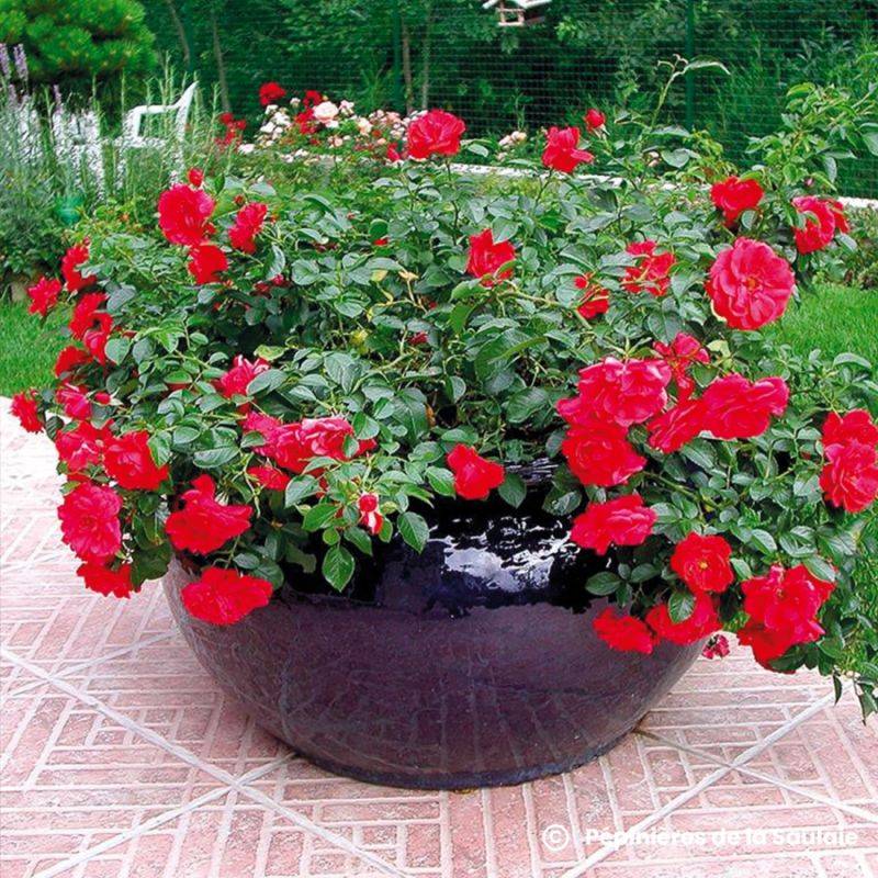 Rosier 'Kadora' ® - Conteneur 2L - Pépinières Naudet - Image 1