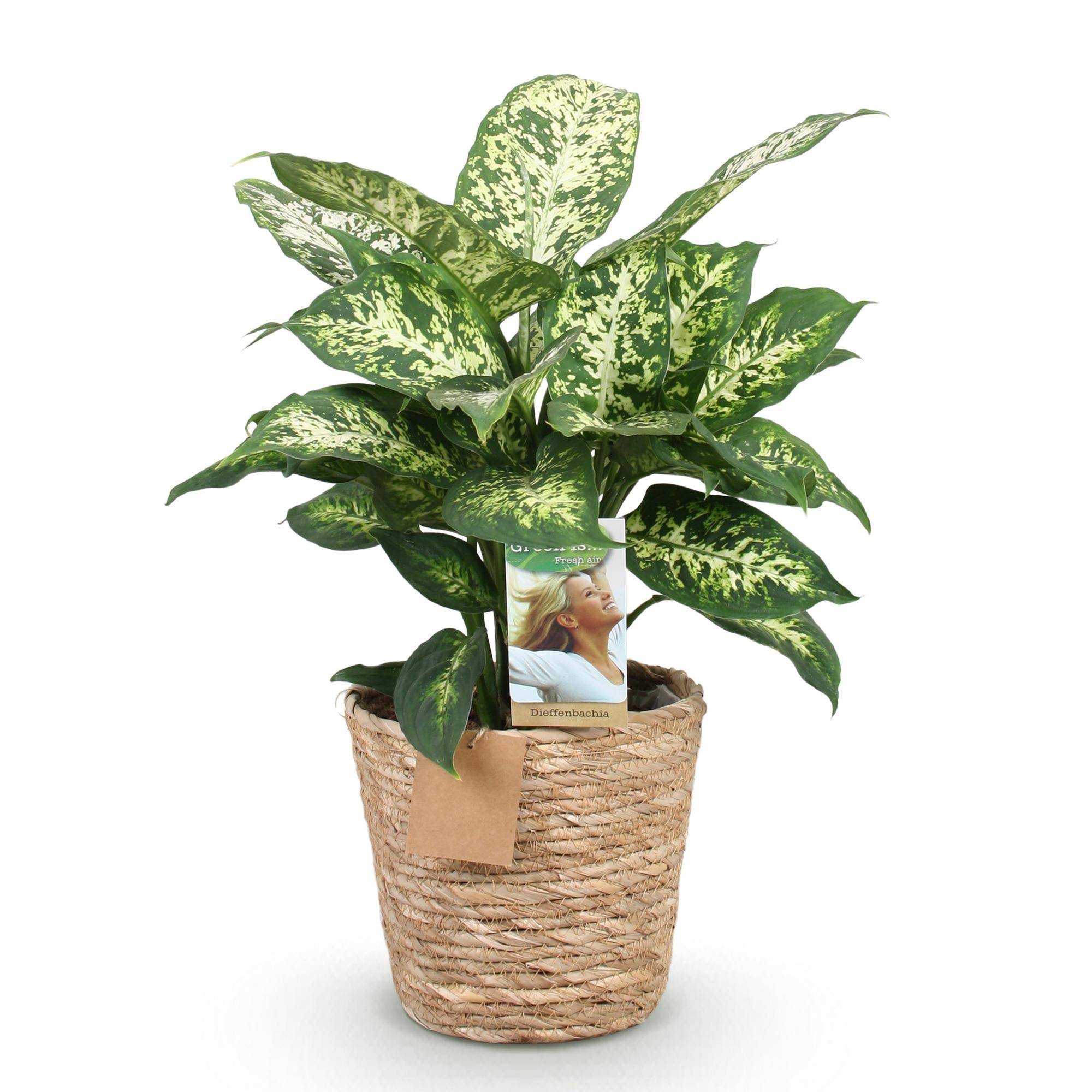 Diefenbachia Compacta - D17 H50cm - Image 3