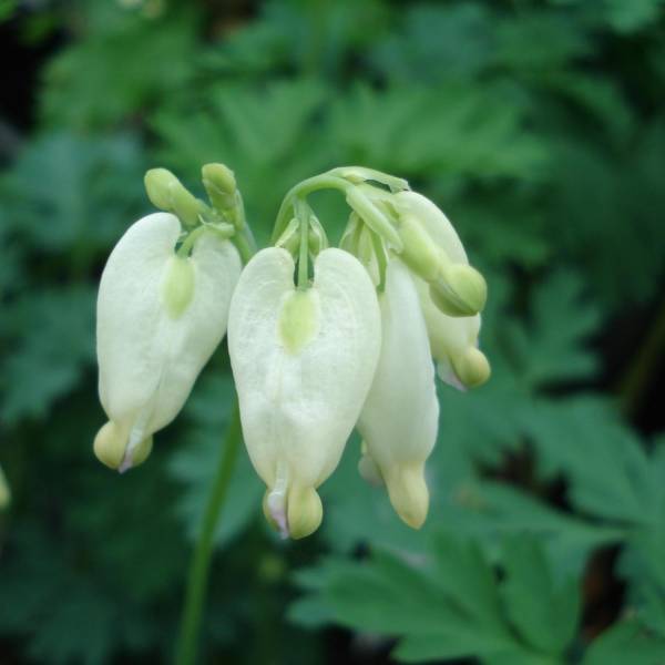 Coeur de Marie - Dicentra formosa Aurora Godet de 8/9 cm