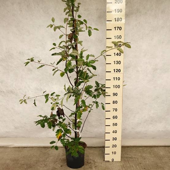 Promesse de Fleurs - Sorbier, Alisier - Sorbus intermedia Brouwers Pot de 12L/15L, Tige - Image 2