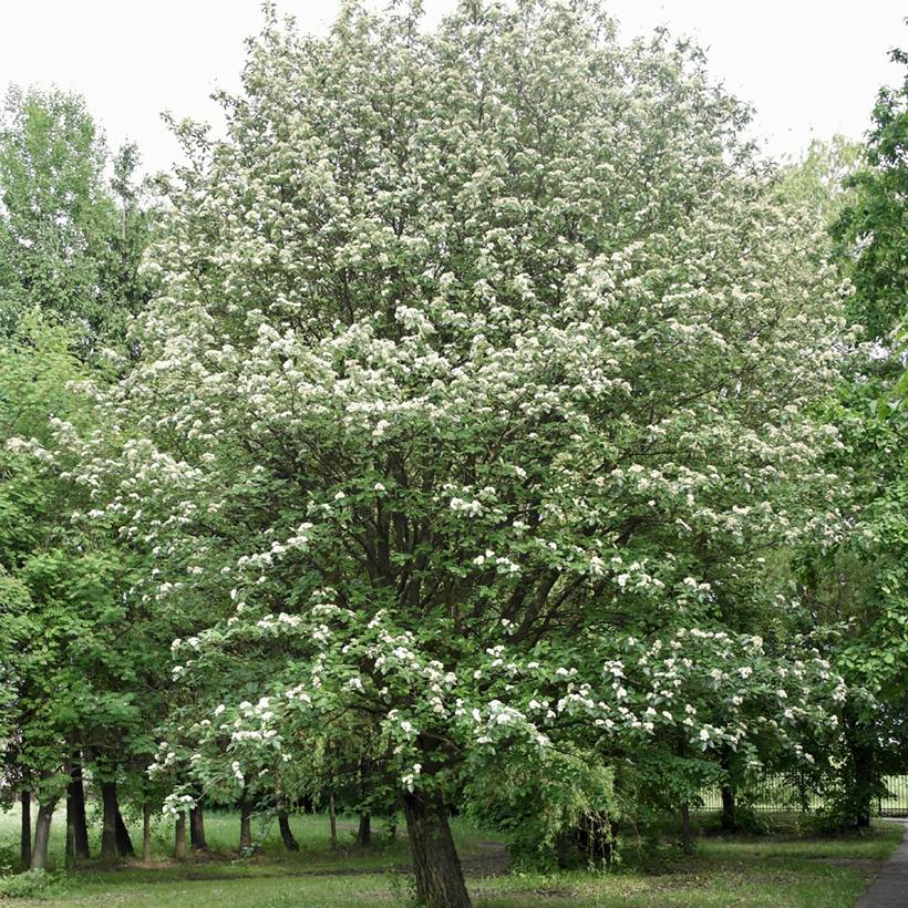 Promesse de Fleurs - Sorbier, Alisier - Sorbus intermedia Brouwers Pot de 12L/15L, Tige - Image 1