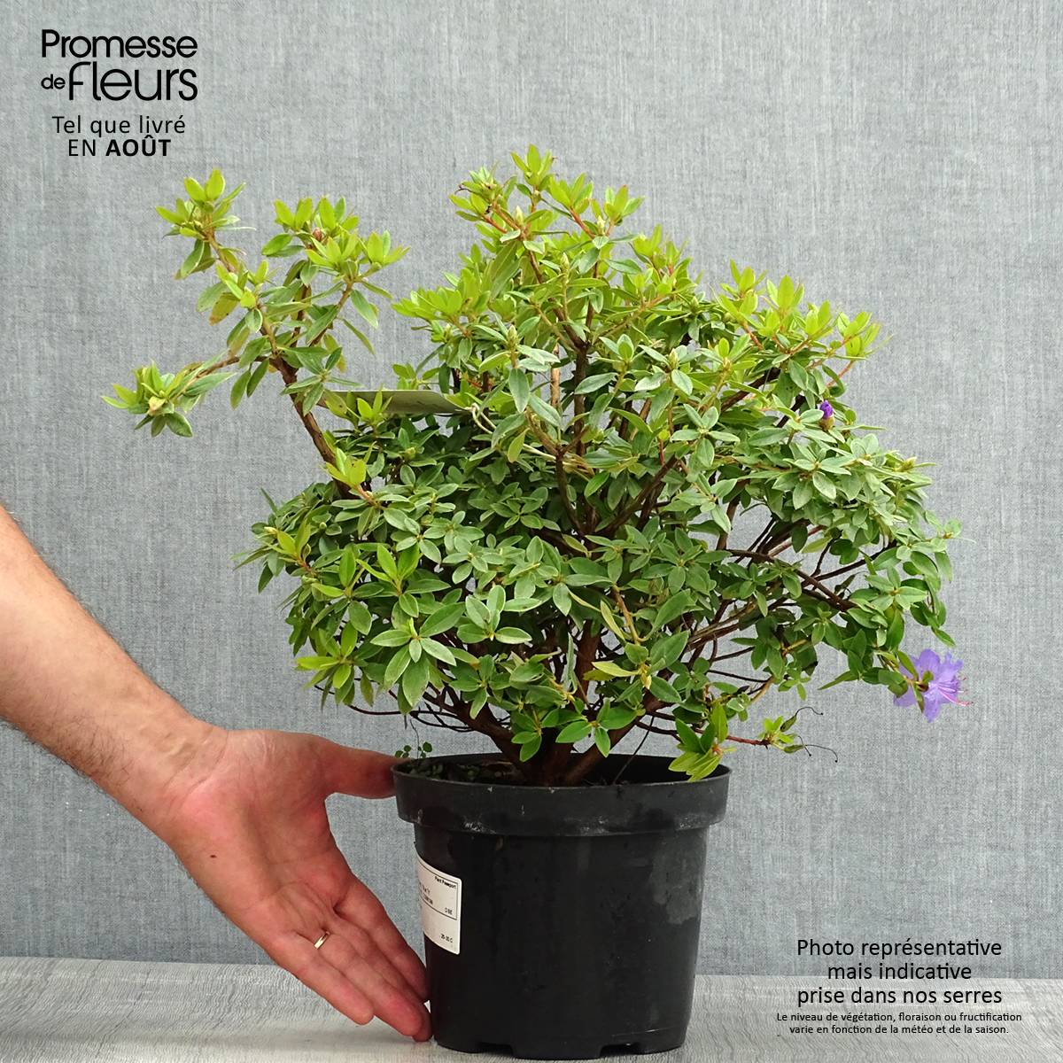 Rhododendron Blue Tit Pot de 2L/3L - Gamm vert