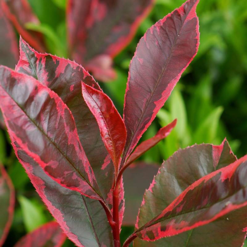 Photinia Louise® 'McLarlou' à fleurs Blanche/ - feuillage Persistant - Pot de 5L - 40/60 cm - Image 1