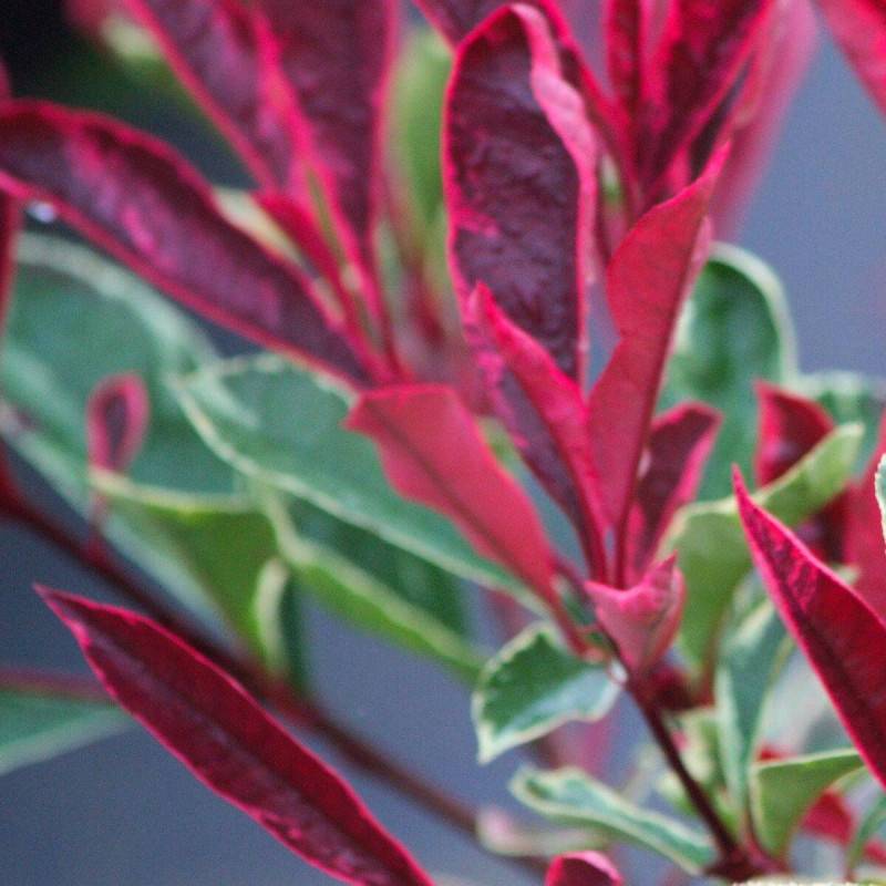 Photinia Louise® 'McLarlou' à fleurs Blanche/ - feuillage Persistant - Pot de 5L - 40/60 cm - Image 5