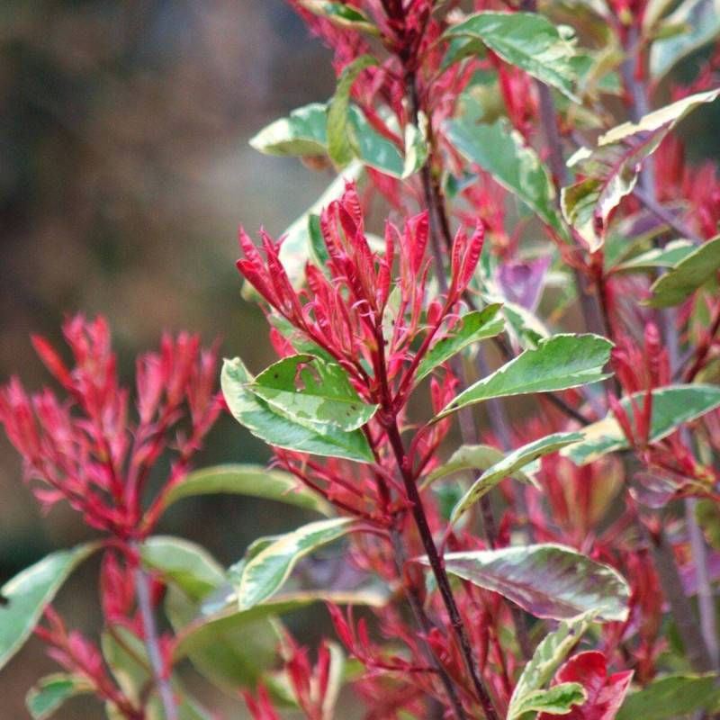 Photinia Louise® 'McLarlou' à fleurs Blanche/ - feuillage Persistant - Pot de 5L - 40/60 cm - Image 4