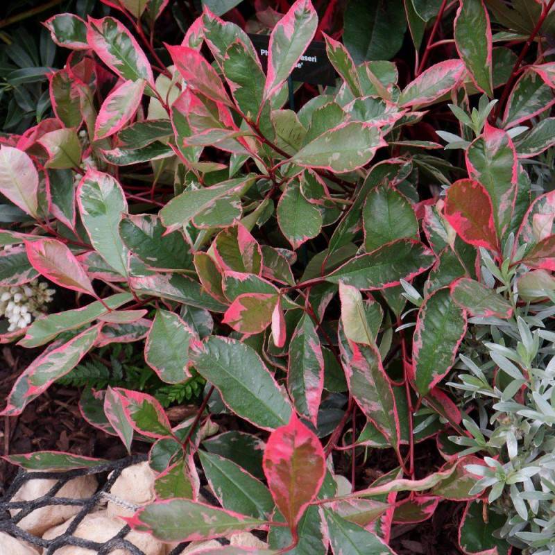 Photinia Louise® 'McLarlou' à fleurs Blanche/ - feuillage Persistant - Pot de 5L - 40/60 cm - Image 3