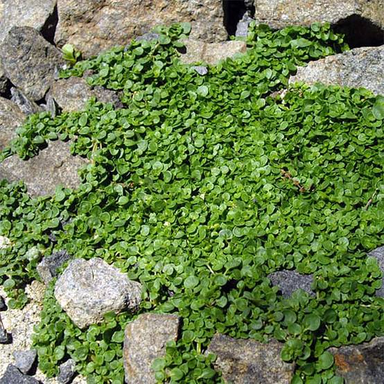 Promesse de Fleurs - Menthe de Corse - Mentha requienii Godet de 8/9 cm