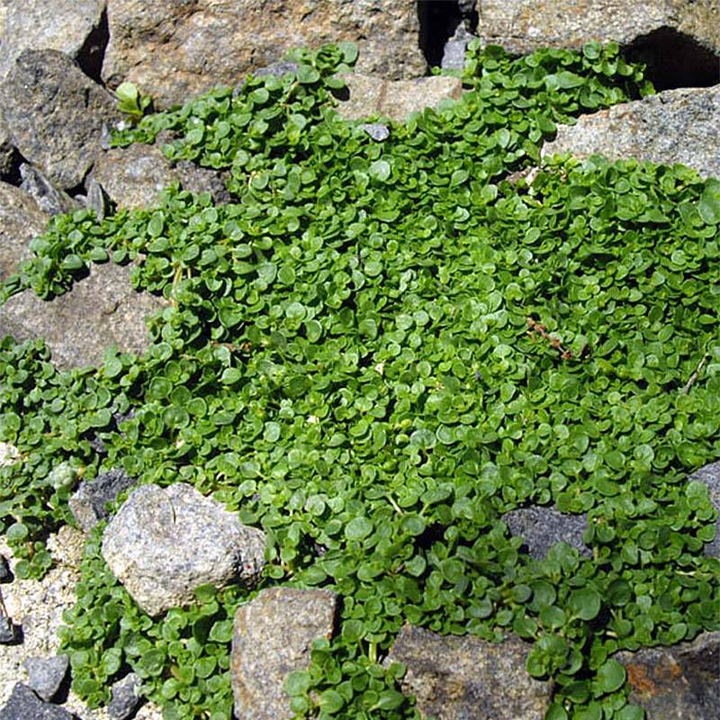 Promesse de Fleurs - Menthe de Corse - Mentha requienii Godet de 8/9 cm