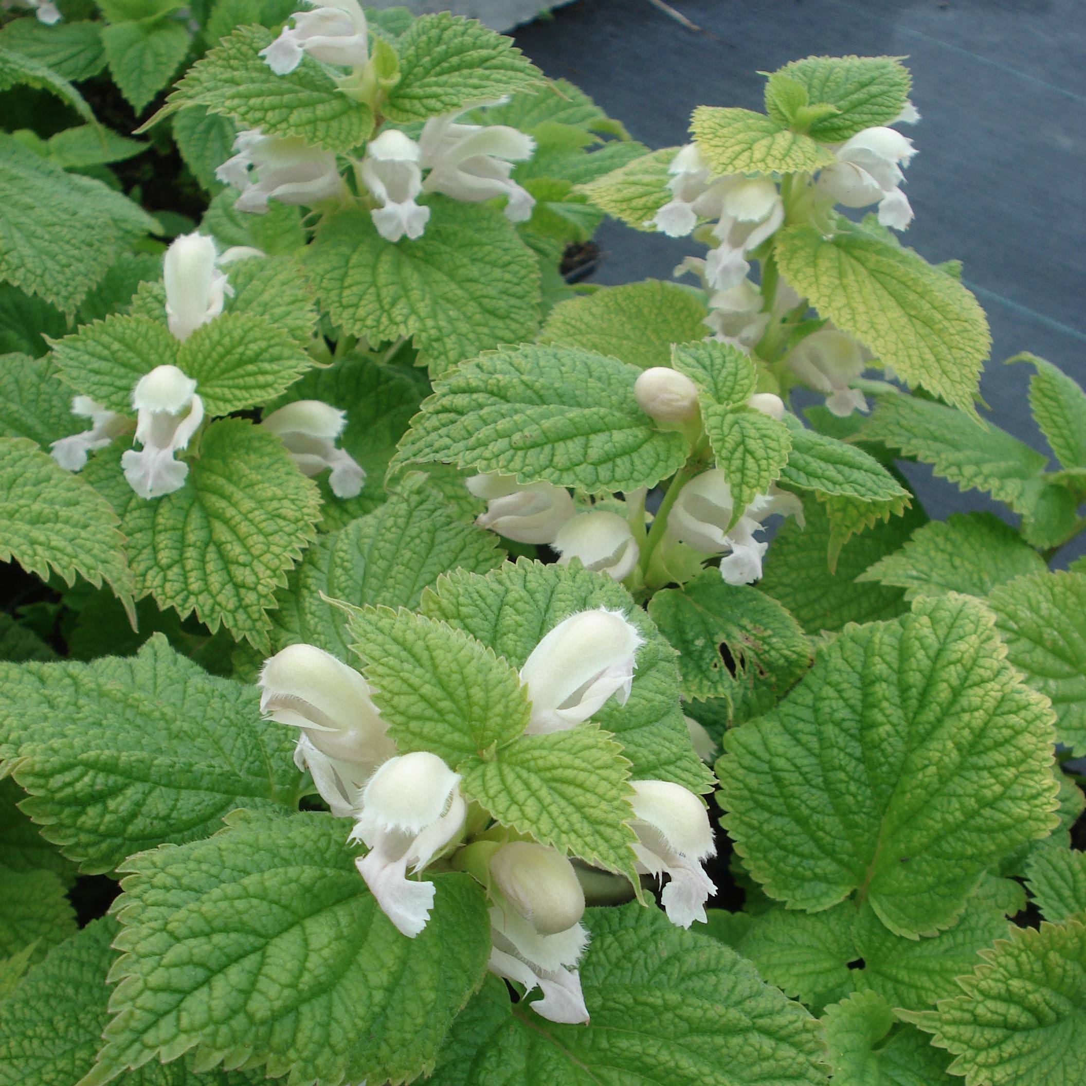 Promesse de Fleurs - Lamium orvala Album - Lamier orvale Godet de 8/9 cm