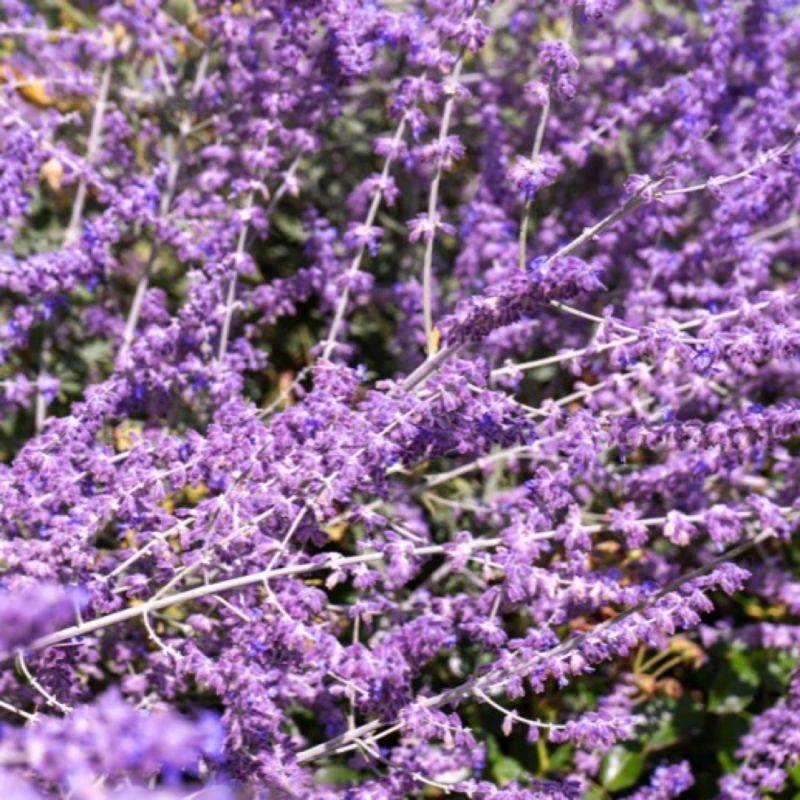 Lavande de Russie 'Blue Spire' (Perovskia Atriplicifolia Blue Spire) - Godet 9cm - Pépinières Naudet - Image 1