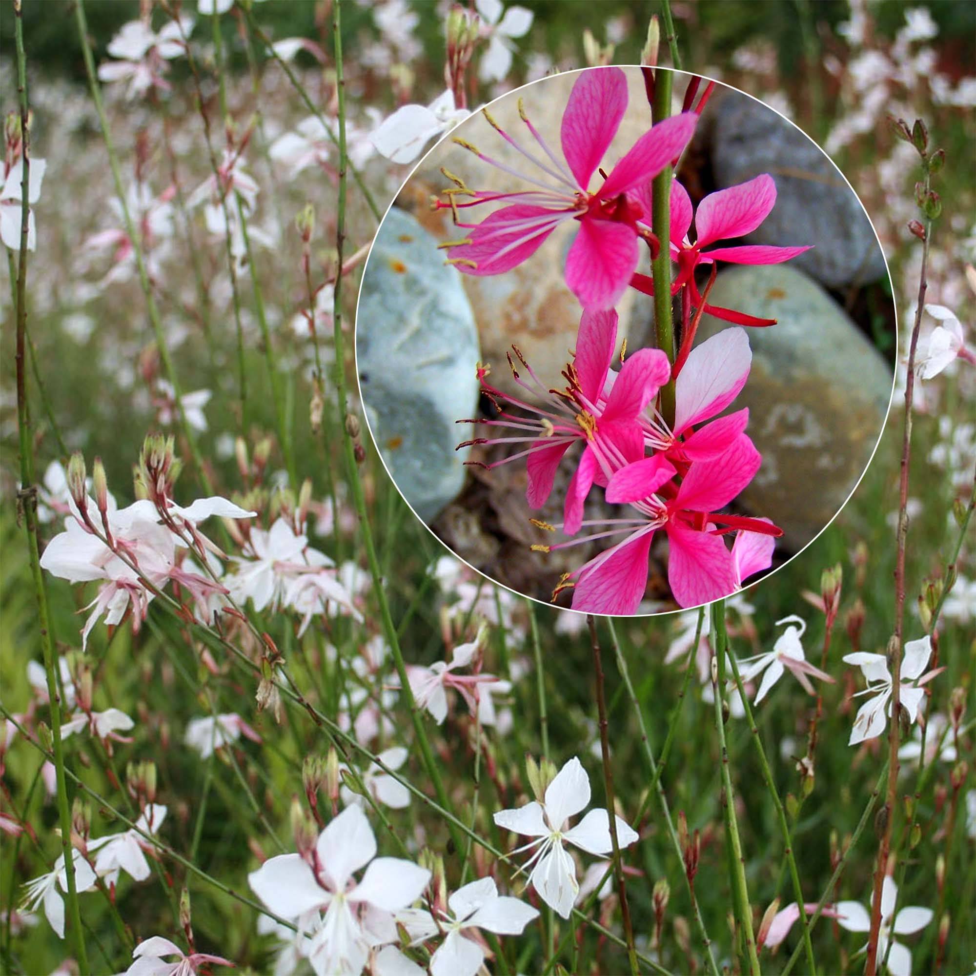 Collection 3 Gauras en Rose et Blanc - Collection de 3 plantes