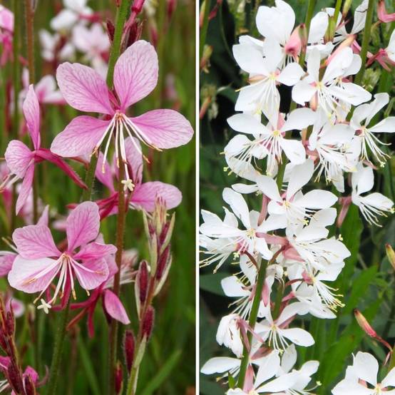 Promesse de Fleurs - Collection 3 Gauras en Rose et Blanc - Collection de 3 plantes