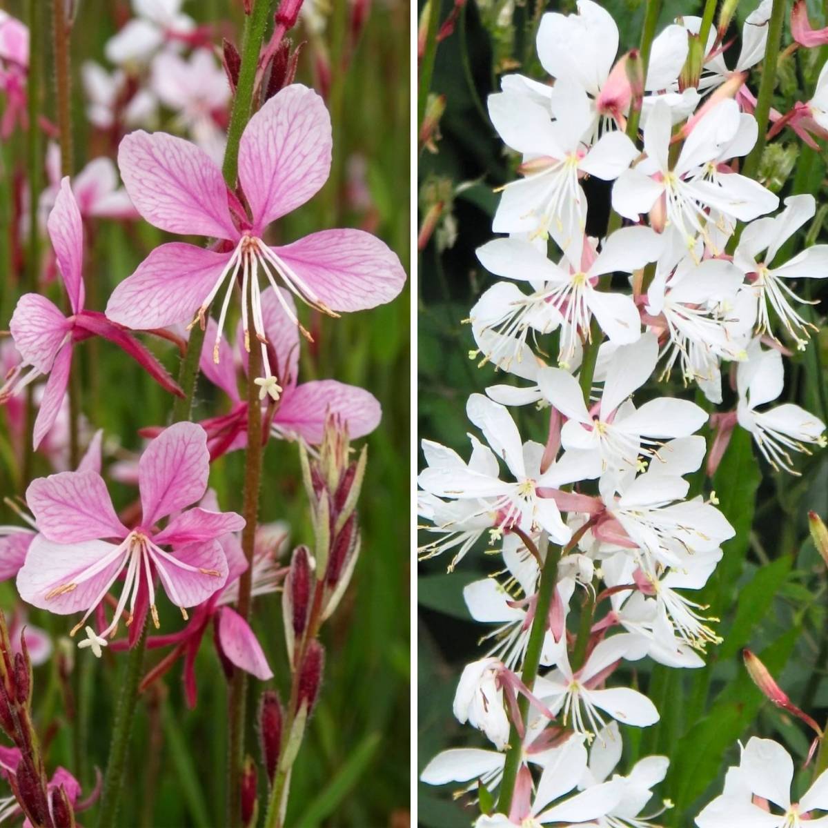 Promesse de Fleurs - Collection 3 Gauras en Rose et Blanc - Collection de 3 plantes