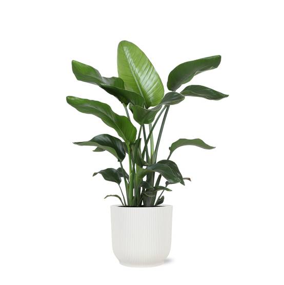 Strelitzia Nicolai et son pot- La Green Touch Relief Blanc - Hauteur 80cm