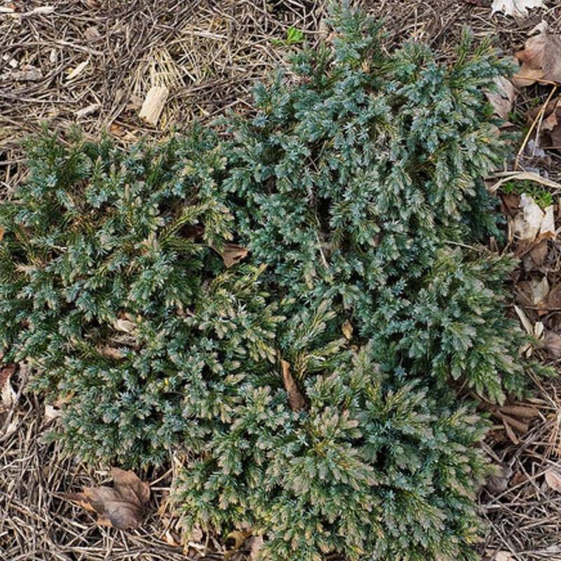 Genévrier écailleux Blue Star, Juniperus - Pot de 5L - 40/60 cm - Image 6
