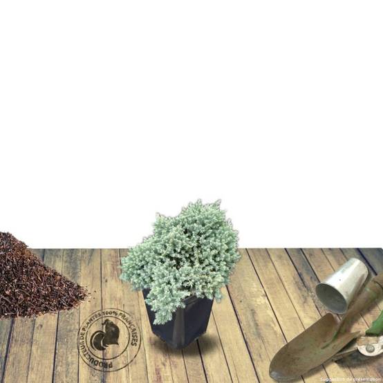 Genévrier écailleux Blue Star, Juniperus - Pot de 5L - 40/60 cm - Image 8