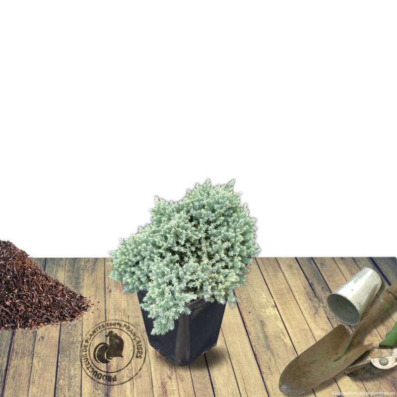 Genévrier écailleux Blue Star, Juniperus - Pot de 5L - 40/60 cm - Image 9