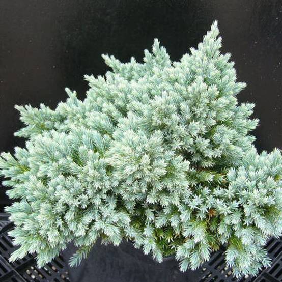 Genévrier écailleux Blue Star, Juniperus - Pot de 5L - 40/60 cm - Image 7