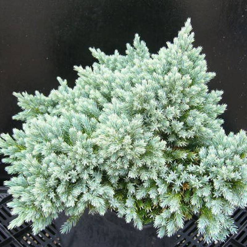 Genévrier écailleux Blue Star, Juniperus - Pot de 5L - 40/60 cm - Image 7