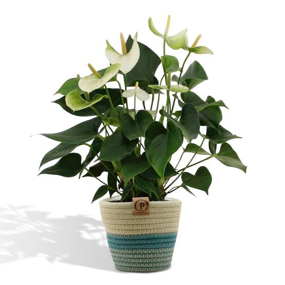 Anthurium andreanum Namora et son pot- La Green Touch Panier - Hauteur 45cm - Image 1