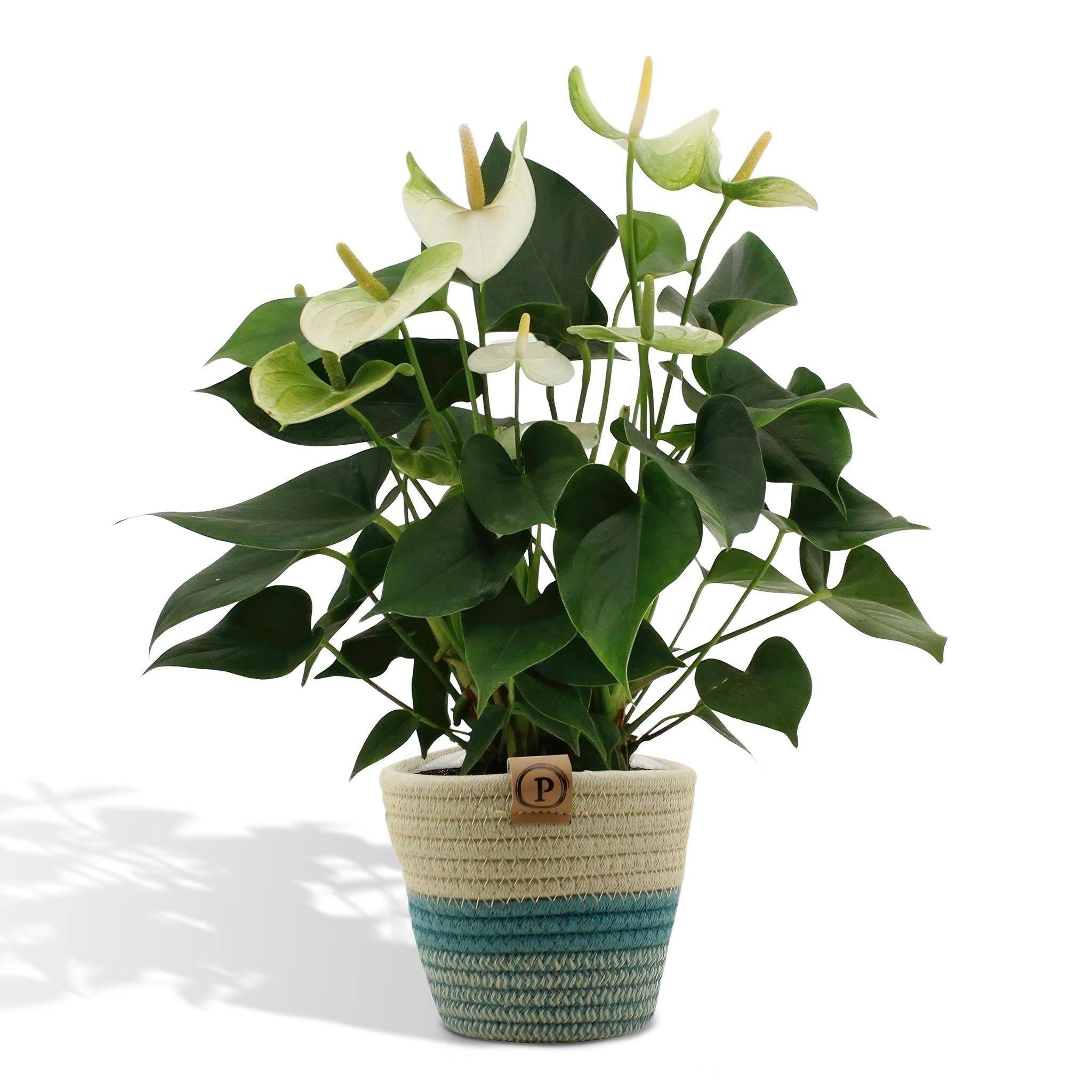 Anthurium andreanum Namora et son pot- La Green Touch Panier - Hauteur 45cm - Image 1